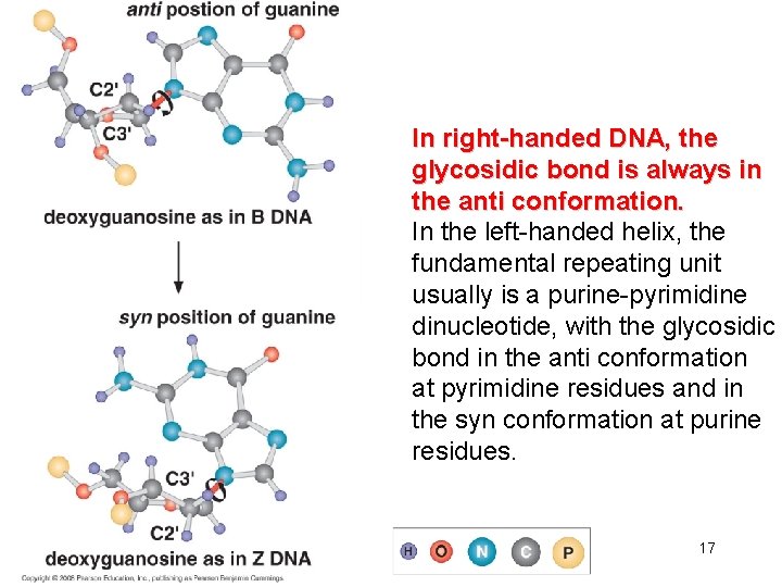 In right-handed DNA, the glycosidic bond is always in the anti conformation. In the