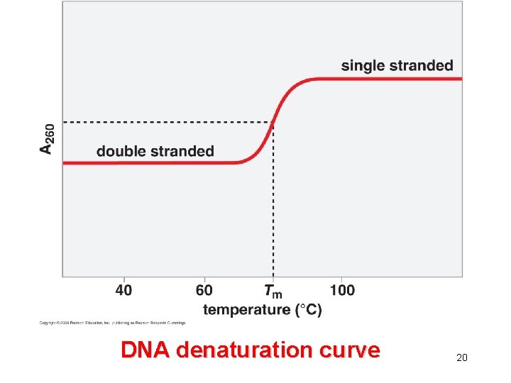 DNA denaturation curve 20 