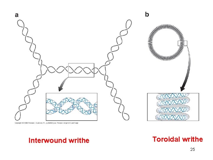 Interwound writhe Toroidal writhe 25 