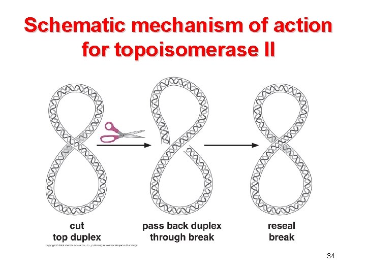 Schematic mechanism of action for topoisomerase II 34 