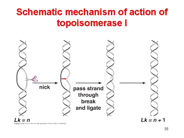 Schematic mechanism of action of topoisomerase I 35 