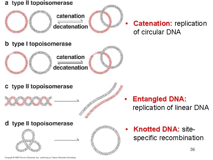  • Catenation: replication of circular DNA • Entangled DNA: replication of linear DNA