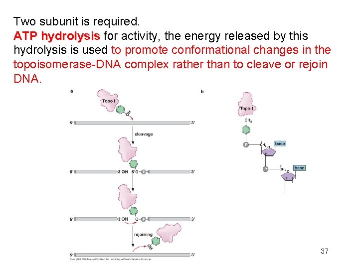 Two subunit is required. ATP hydrolysis for activity, the energy released by this hydrolysis