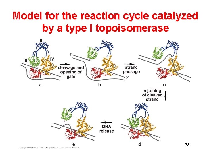 Model for the reaction cycle catalyzed by a type I topoisomerase 38 