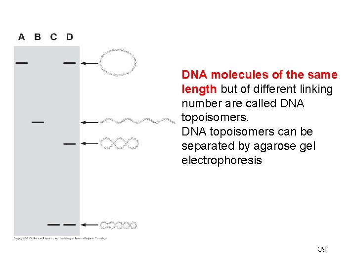 DNA molecules of the same length but of different linking number are called DNA