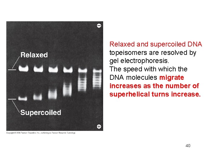 Relaxed and supercoiled DNA topeisomers are resolved by gel electrophoresis. The speed with which