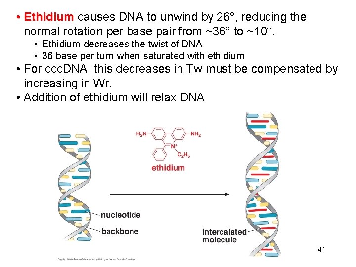  • Ethidium causes DNA to unwind by 26°, reducing the normal rotation per