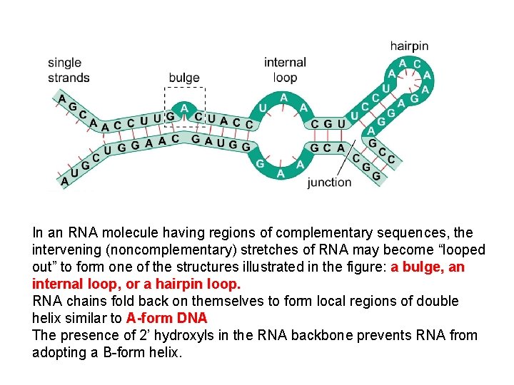 In an RNA molecule having regions of complementary sequences, the intervening (noncomplementary) stretches of