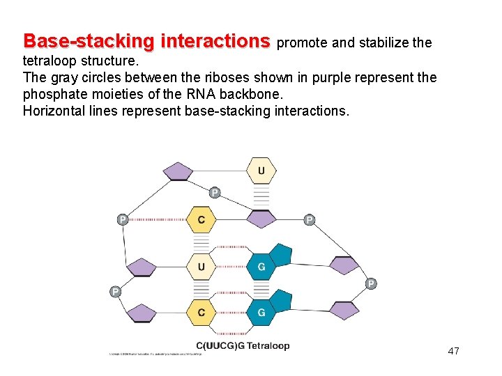 Base-stacking interactions promote and stabilize the tetraloop structure. The gray circles between the riboses