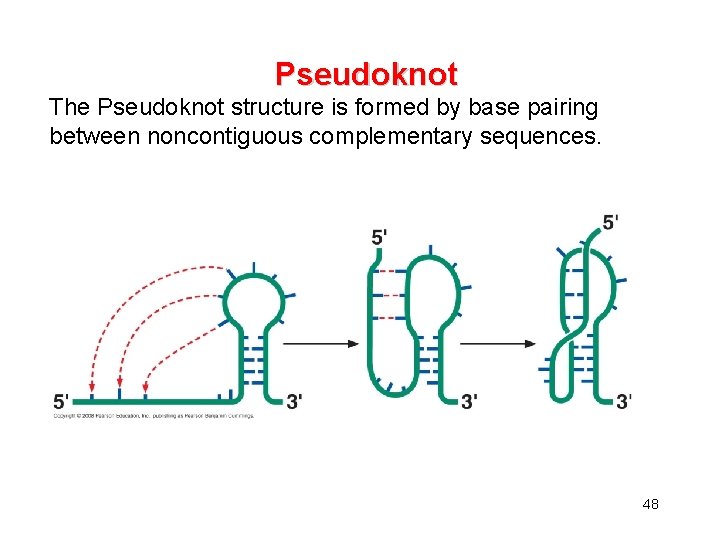 Pseudoknot The Pseudoknot structure is formed by base pairing between noncontiguous complementary sequences. 48