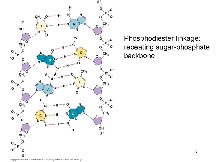 Phosphodiester linkage: repeating sugar-phosphate backbone. 5 