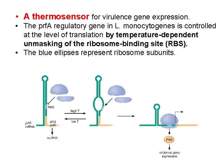  • A thermosensor for virulence gene expression. • The prf. A regulatory gene