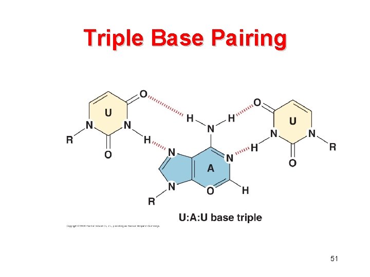 Triple Base Pairing 51 