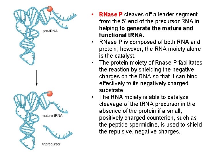  • RNase P cleaves off a leader segment from the 5’ end of