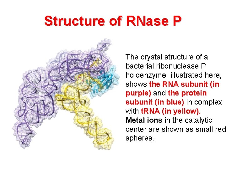 Structure of RNase P The crystal structure of a bacterial ribonuclease P holoenzyme, illustrated