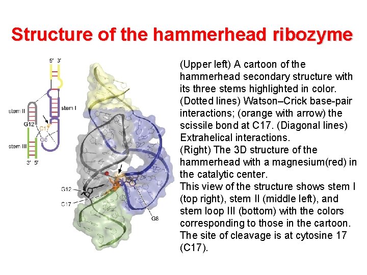 Structure of the hammerhead ribozyme (Upper left) A cartoon of the hammerhead secondary structure