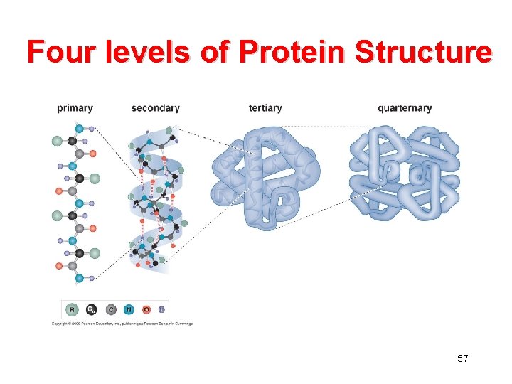 Four levels of Protein Structure 57 