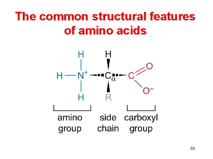 The common structural features of amino acids 58 