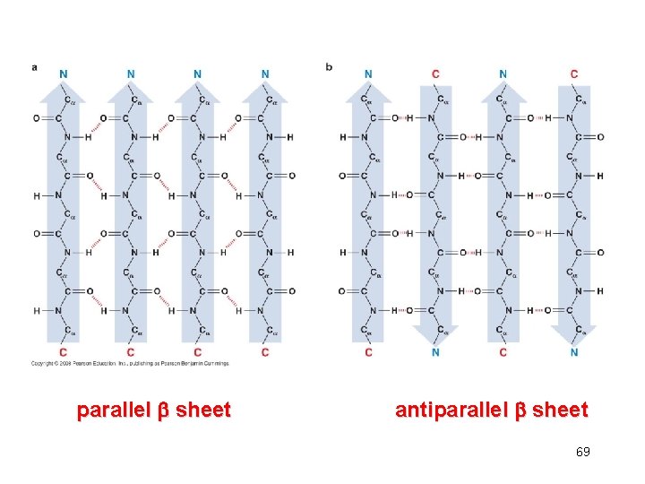 parallel sheet antiparallel sheet 69 