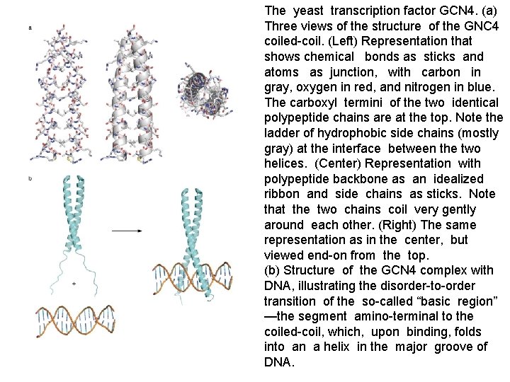 The yeast transcription factor GCN 4. (a) Three views of the structure of the