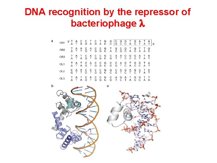 DNA recognition by the repressor of bacteriophage l 