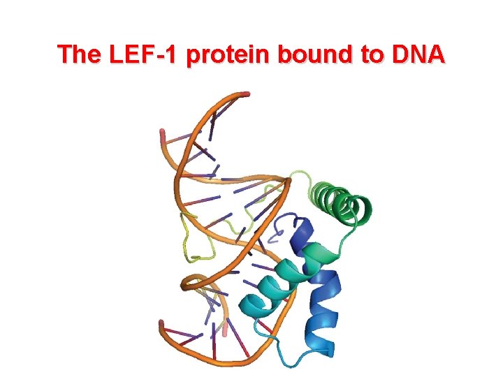 The LEF-1 protein bound to DNA 