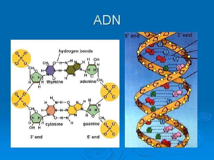 ADN 