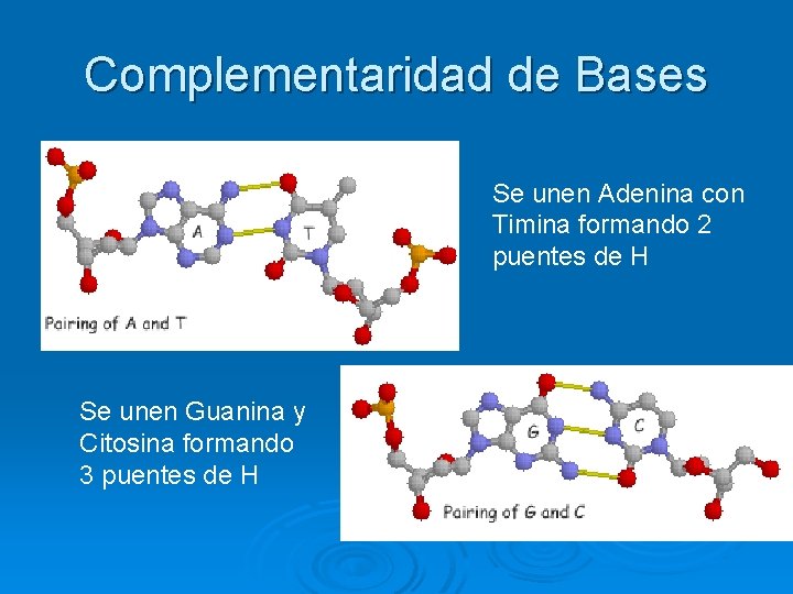 Complementaridad de Bases Se unen Adenina con Timina formando 2 puentes de H Se