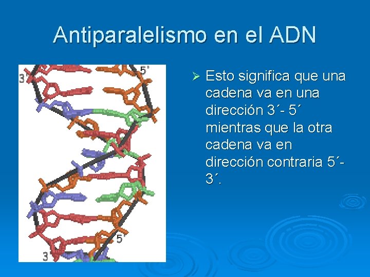 Antiparalelismo en el ADN Ø Esto significa que una cadena va en una dirección