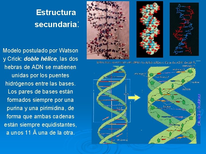 Estructura secundaria: Modelo postulado por Watson y Crick: doble hélice, las dos hebras de