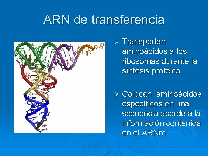 ARN de transferencia Ø Transportan aminoácidos a los ribosomas durante la síntesis proteica Ø