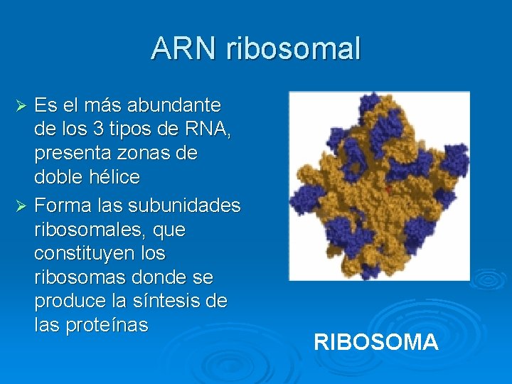 ARN ribosomal Es el más abundante de los 3 tipos de RNA, presenta zonas