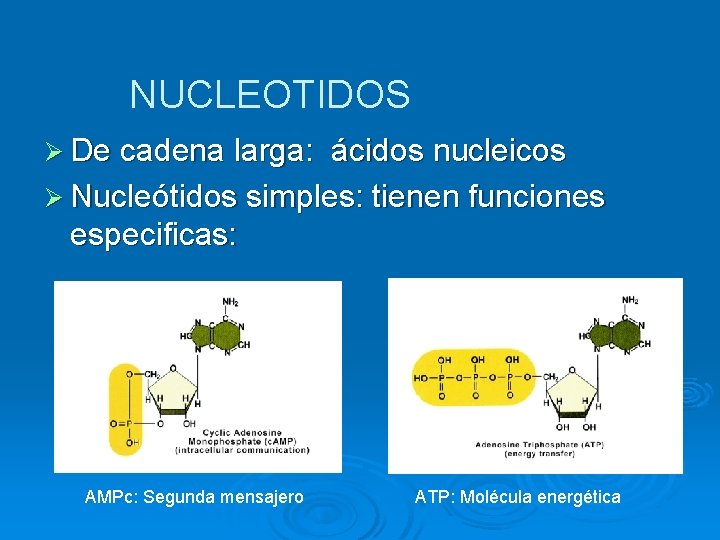 NUCLEOTIDOS Ø De cadena larga: ácidos nucleicos Ø Nucleótidos simples: tienen funciones especificas: AMPc: