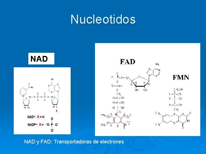 Nucleotidos NAD y FAD: Transportadoras de electrones 