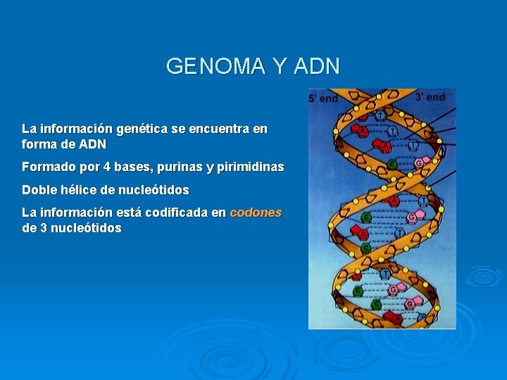 GENOMA Y ADN La información genética se encuentra en forma de ADN Formado por