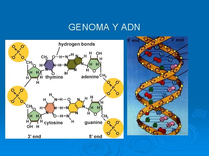 GENOMA Y ADN 