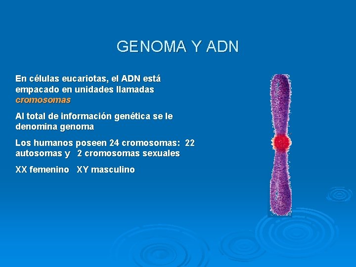 GENOMA Y ADN En células eucariotas, el ADN está empacado en unidades llamadas cromosomas