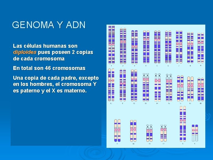 GENOMA Y ADN Las células humanas son diploides pues poseen 2 copias de cada