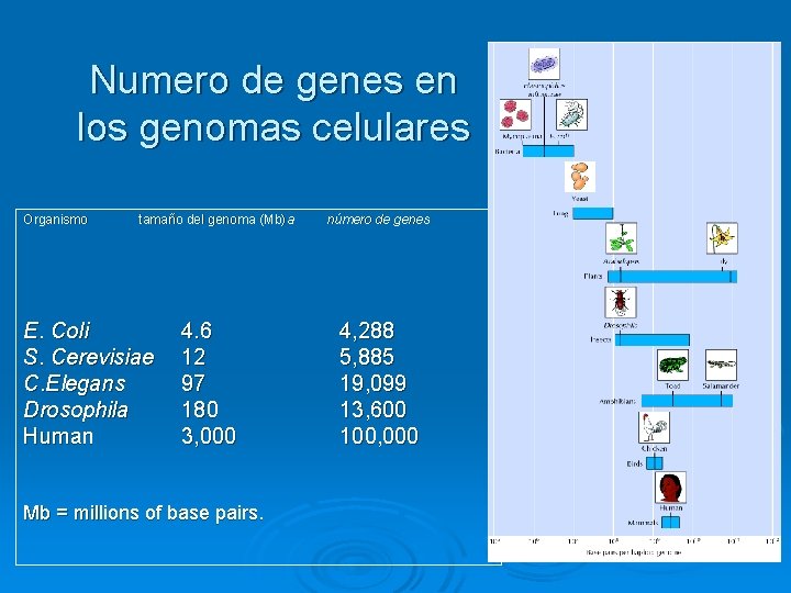 Numero de genes en los genomas celulares Organismo tamaño del genoma (Mb)a E. Coli