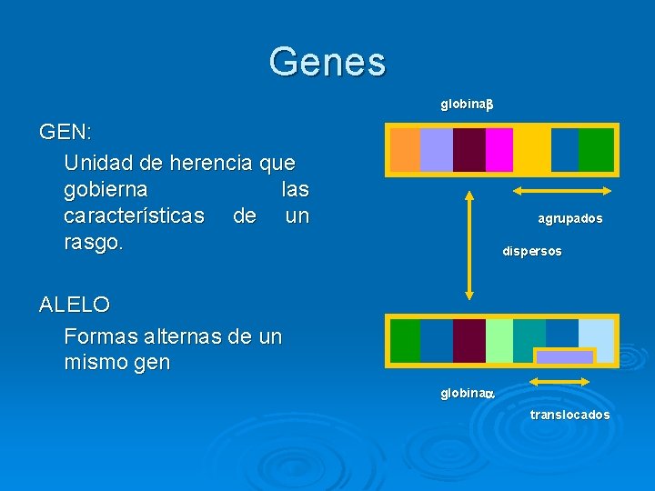 Genes globinab GEN: Unidad de herencia que gobierna las características de un rasgo. agrupados