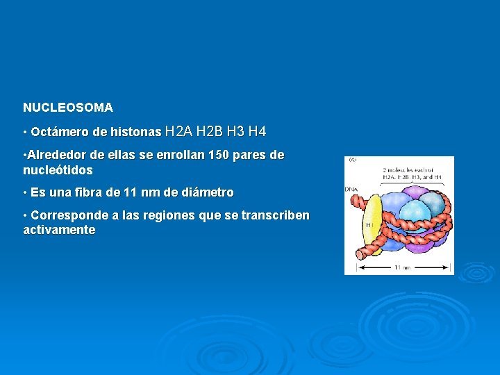 NUCLEOSOMA • Octámero de histonas H 2 A H 2 B H 3 H