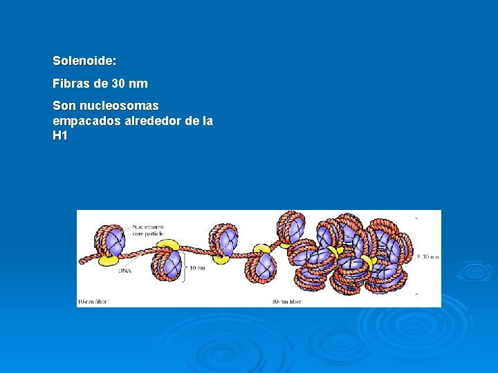 Solenoide: Fibras de 30 nm Son nucleosomas empacados alrededor de la H 1 