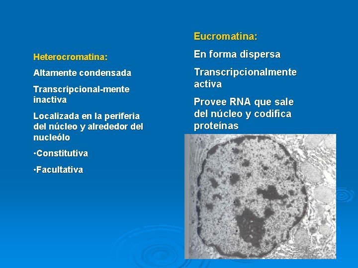 Eucromatina: Heterocromatina: En forma dispersa Altamente condensada Transcripcionalmente activa Transcripcional-mente inactiva Localizada en la