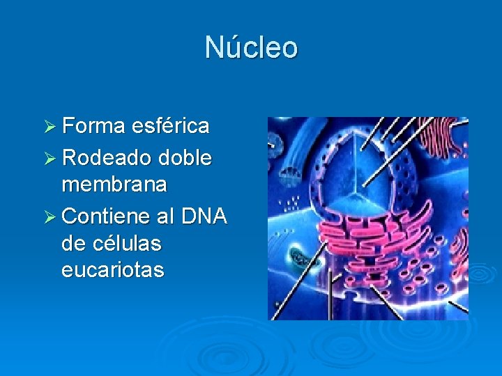 Núcleo Ø Forma esférica Ø Rodeado doble membrana Ø Contiene al DNA de células