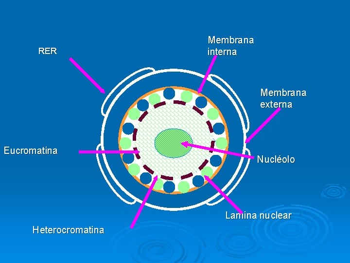 RER Membrana interna Membrana externa Eucromatina Nucléolo Lamina nuclear Heterocromatina 