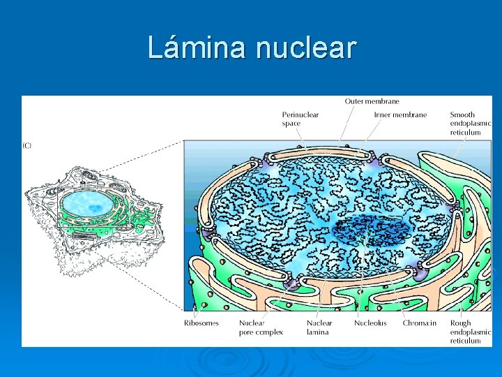 Lámina nuclear 