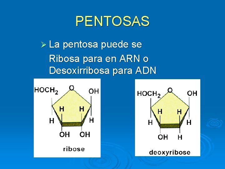 PENTOSAS Ø La pentosa puede se Ribosa para en ARN o Desoxirribosa para ADN