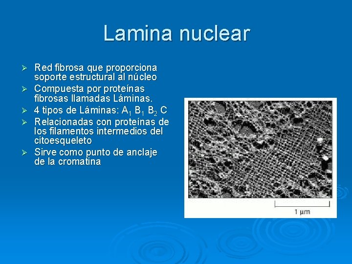 Lamina nuclear Ø Ø Ø Red fibrosa que proporciona soporte estructural al núcleo Compuesta