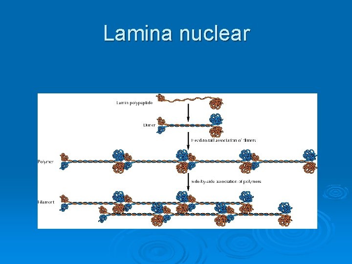 Lamina nuclear 