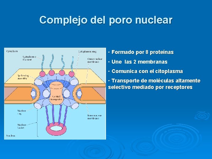 Complejo del poro nuclear • Formado por 8 proteínas • Une las 2 membranas